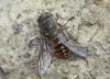 Tabanus sudeticus